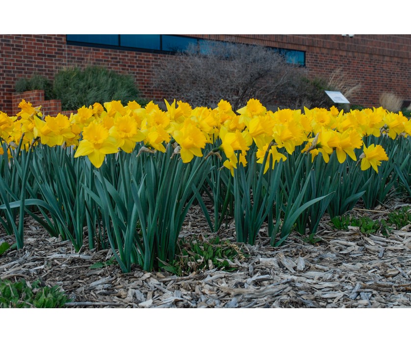 Marieke Daffodil